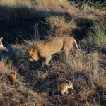 Tanzania Wildlife Safari for 8 Days