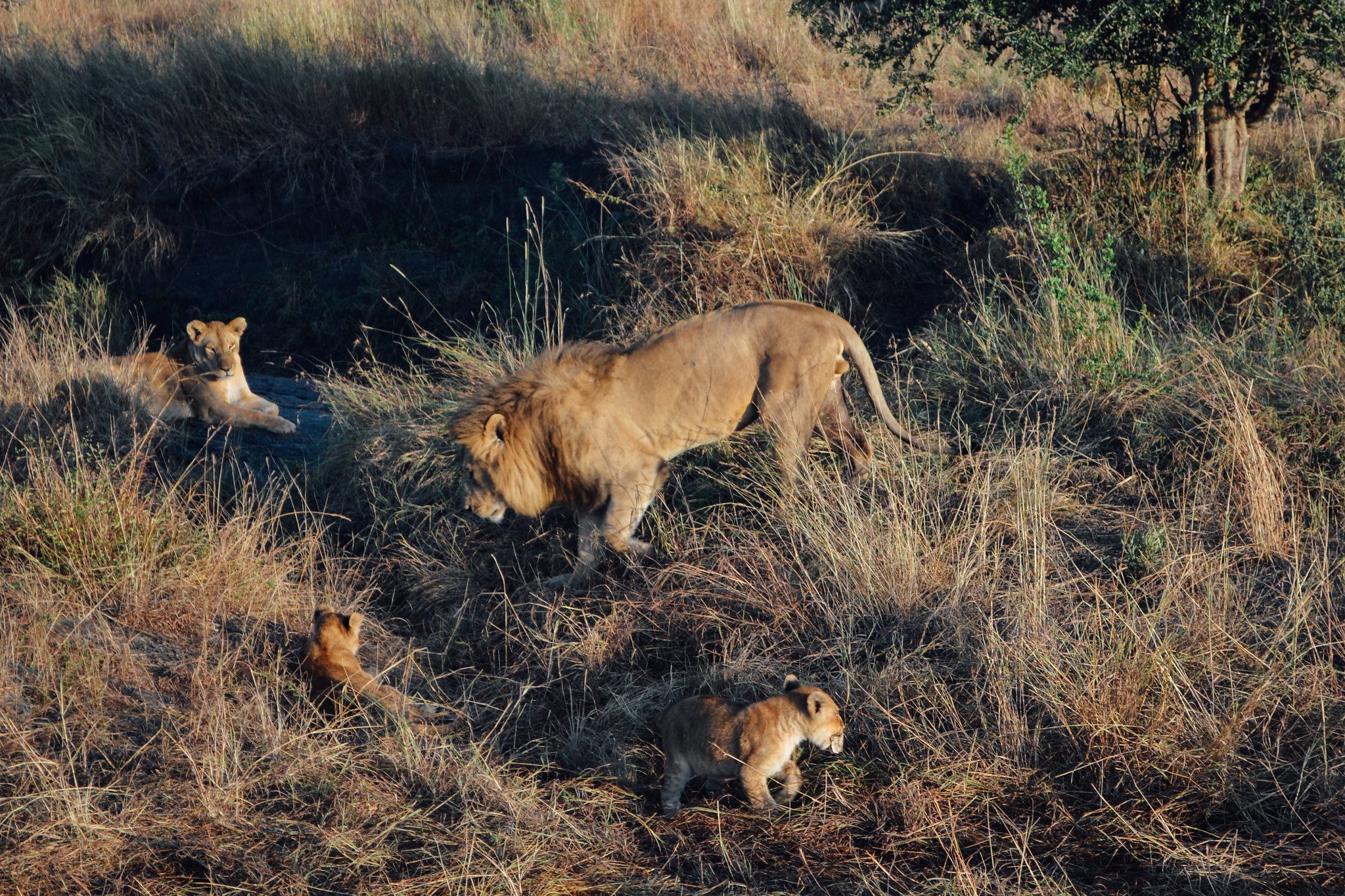 Tanzania Wildlife Safari For 8 Days Offers An Unforgettable Adventure Through The Heart Of East Africa'S Diverse Ecosystems.