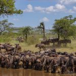 Tanzania Luxury Experience 12 Days