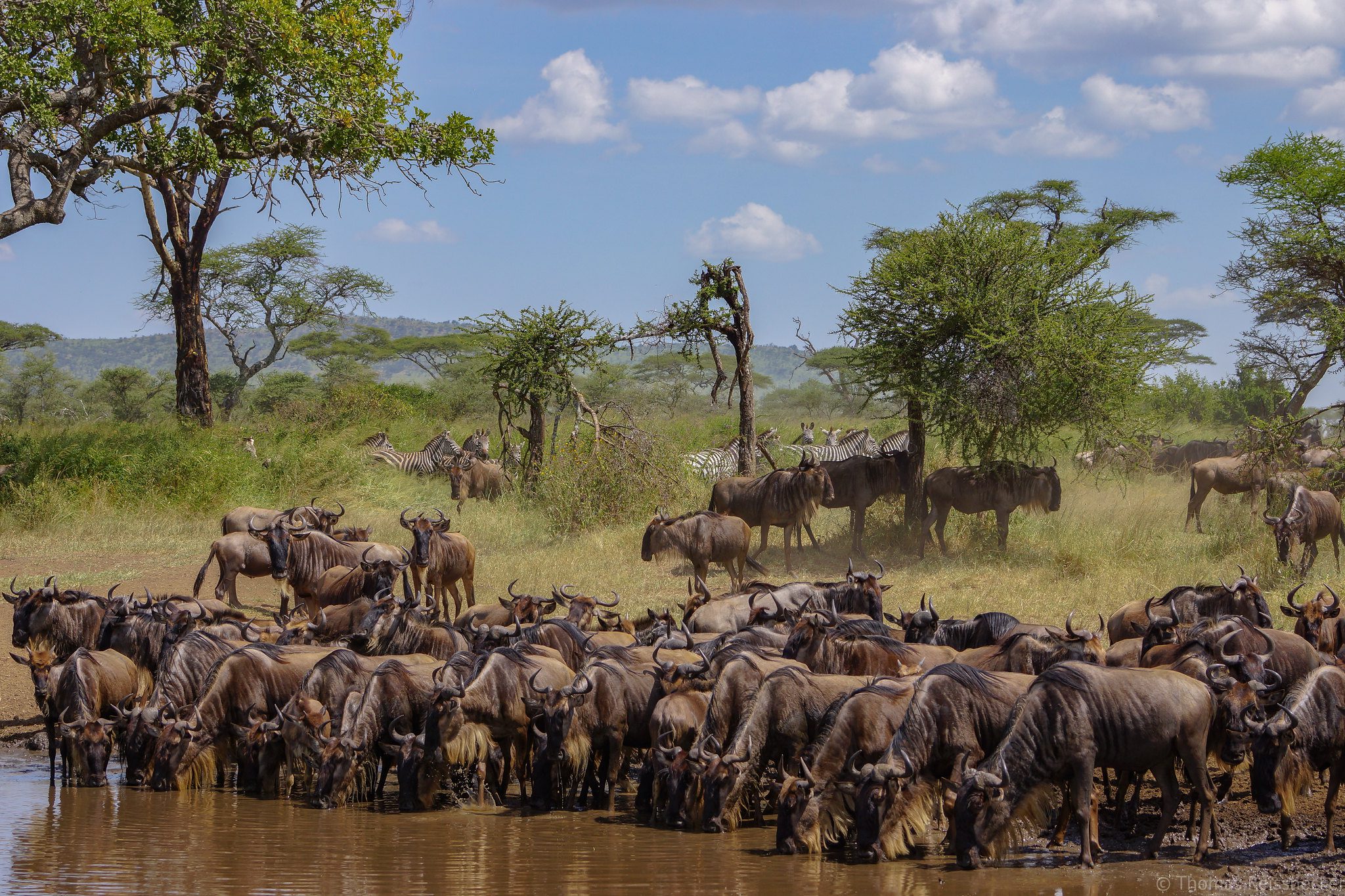 Tanzania Luxury Experience 12 Days