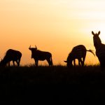 Serengeti Under the Skies Safari 5 Days