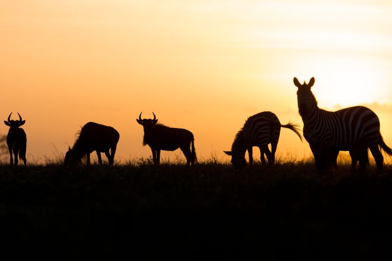 Serengeti Under The Skies Safari 5 Days