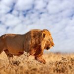 9 Days of Magical Tanzania Safari