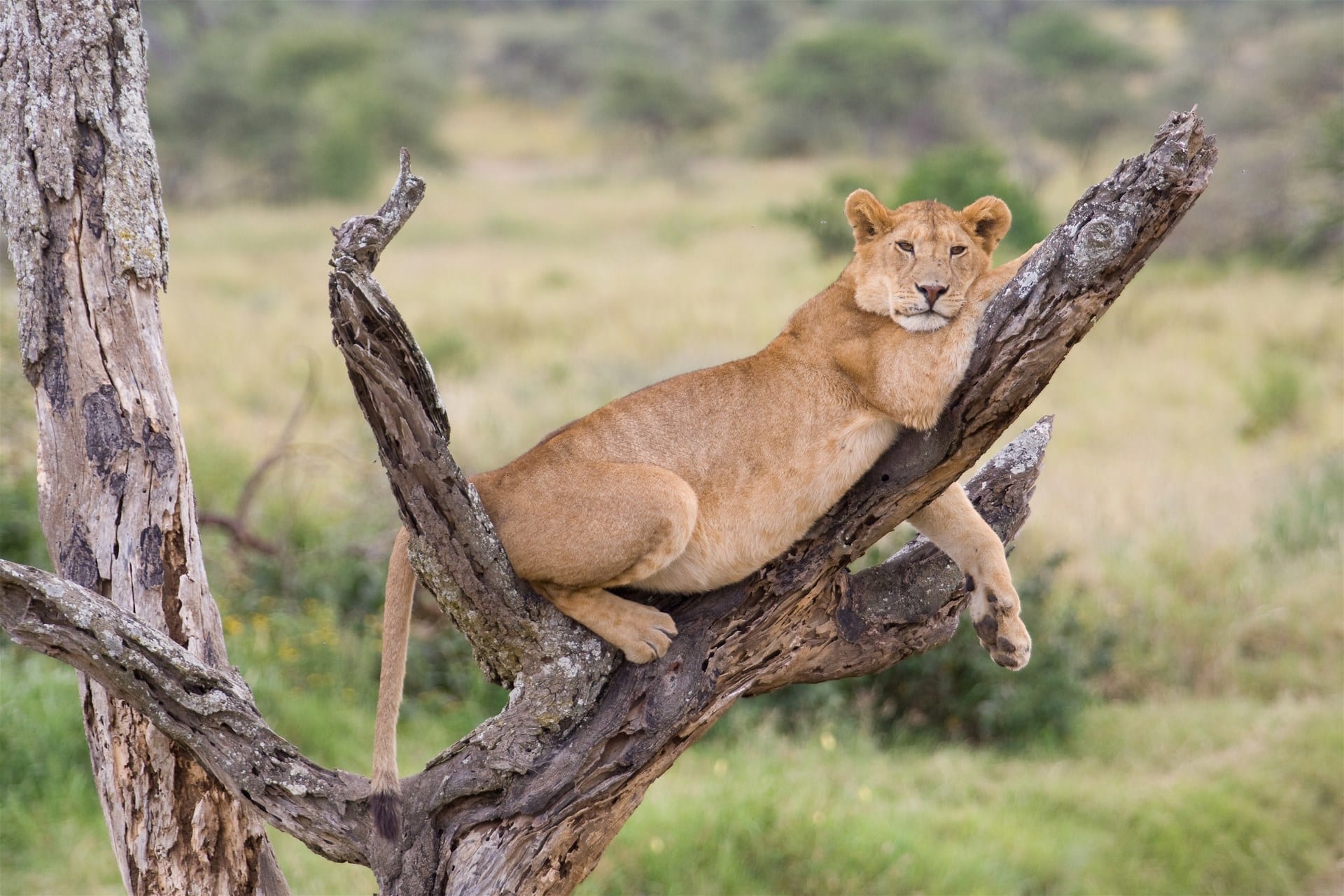 Best Time To Go To Lake Manyara National Parksss