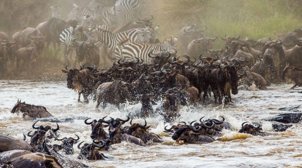 East Africa Great Migration Closeup Ss 1200