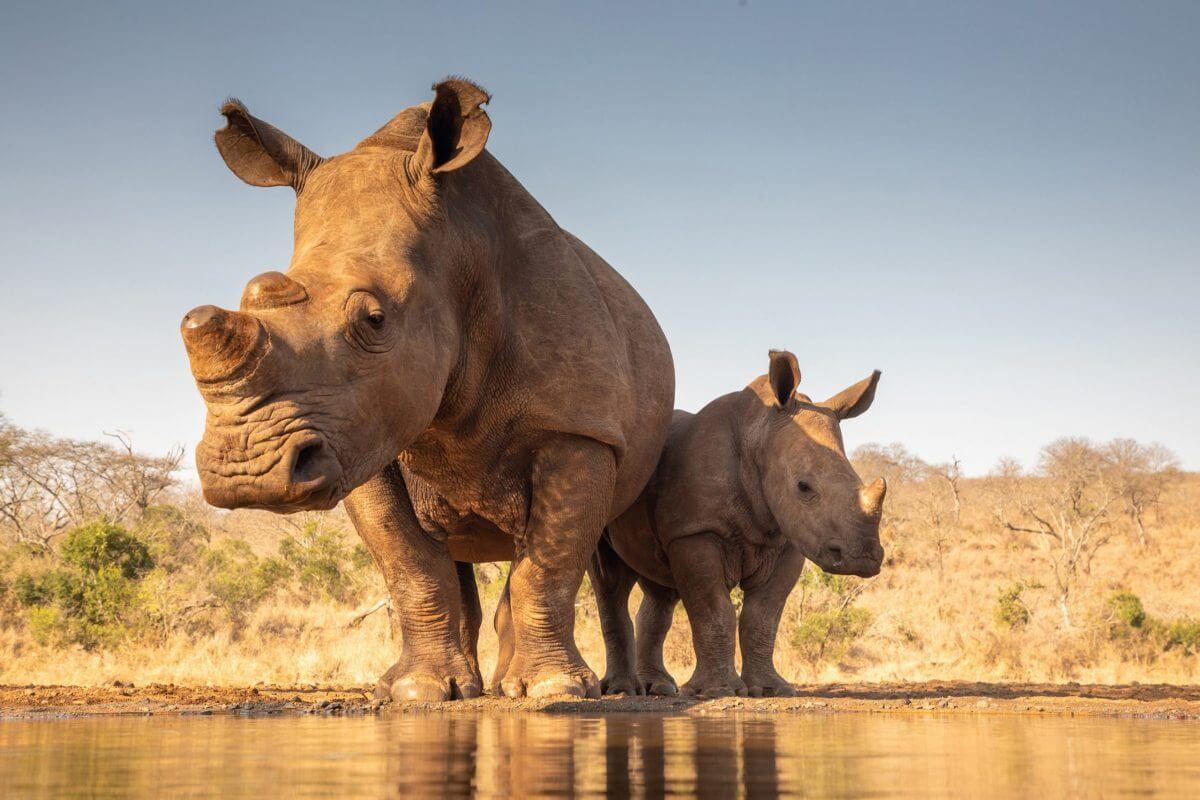 Mkomazi National Park