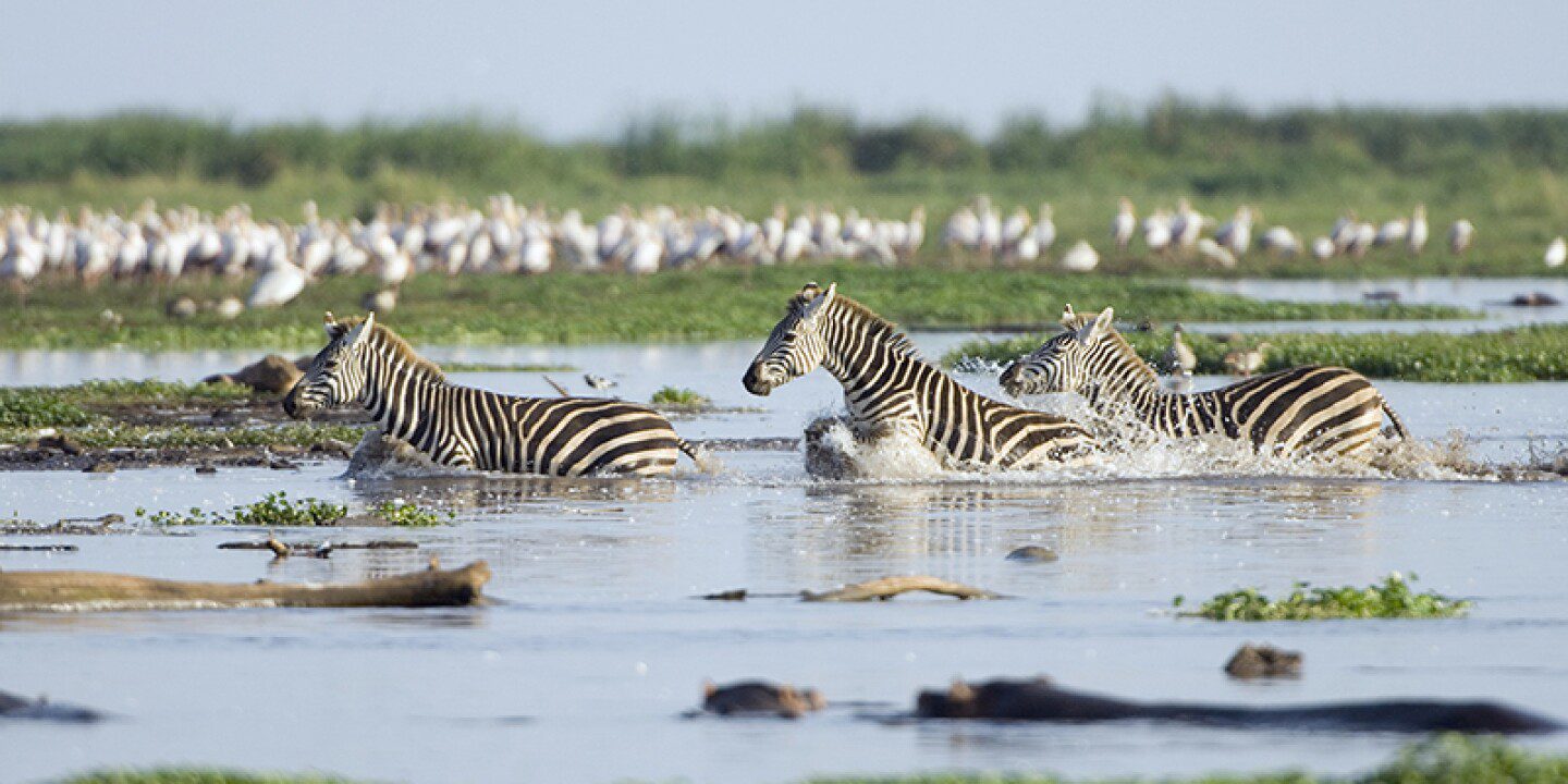 Lake Manyara National Park Boasts Diverse Landscapes From Lush Forests To The Picturesque Lake. Encounter Flamingos, Tree-Climbing Lions, And Abundant Birdlife.