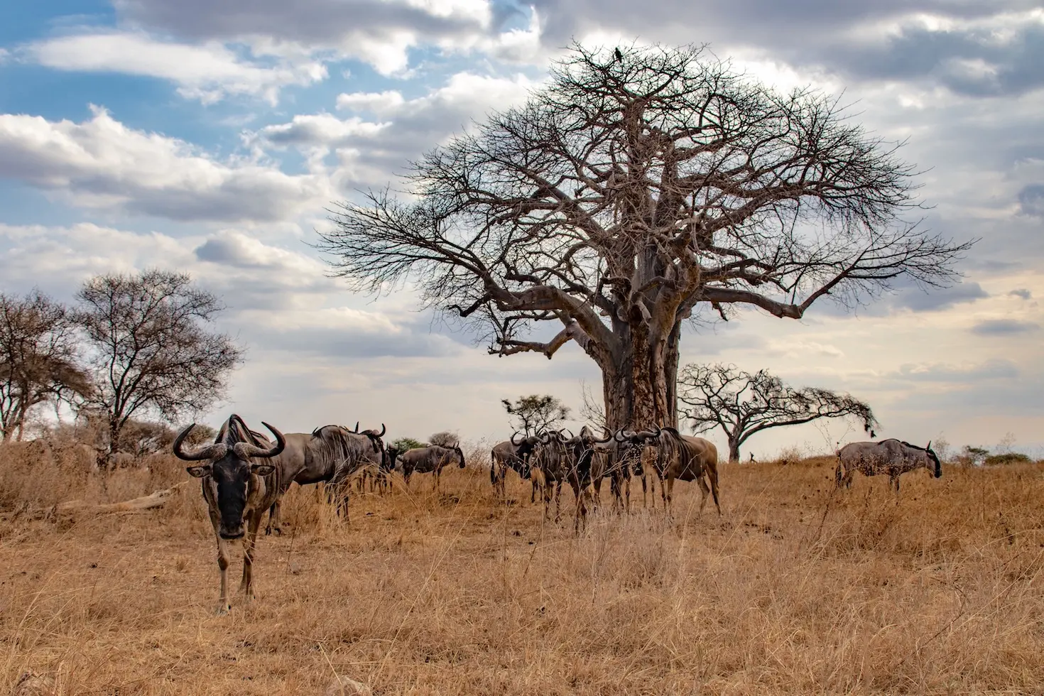 reiseziele tansania tarangire nationalpark gnus 1