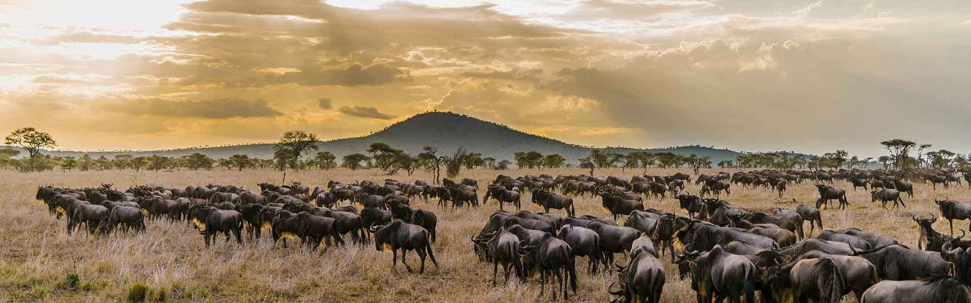 Serengeti National Park: Wildlife Wonders, Sweeping Plains, And The Legendary Great Migration Await In This Iconic African Treasure.