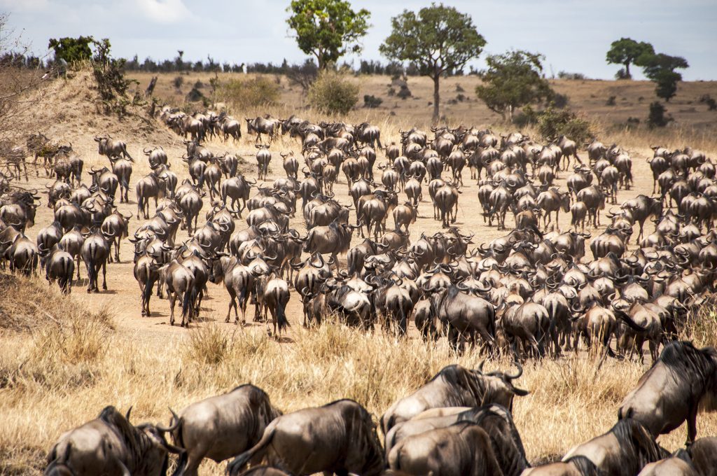 Tanzania Great Migration: Witness Nature'S Spectacle As Millions Of Wildebeest And Zebra Journey Across The Serengeti Plains.
