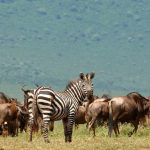 6 Days Great Wildebeest Migration Experience – Tanzania