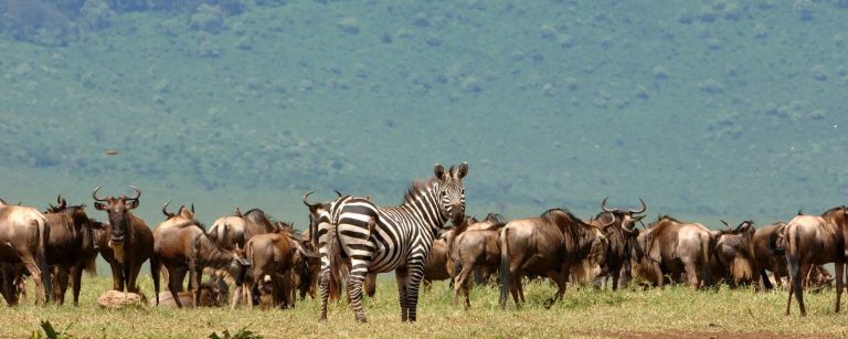 6 Days Great Wildebeest Migration Experience – Tanzania