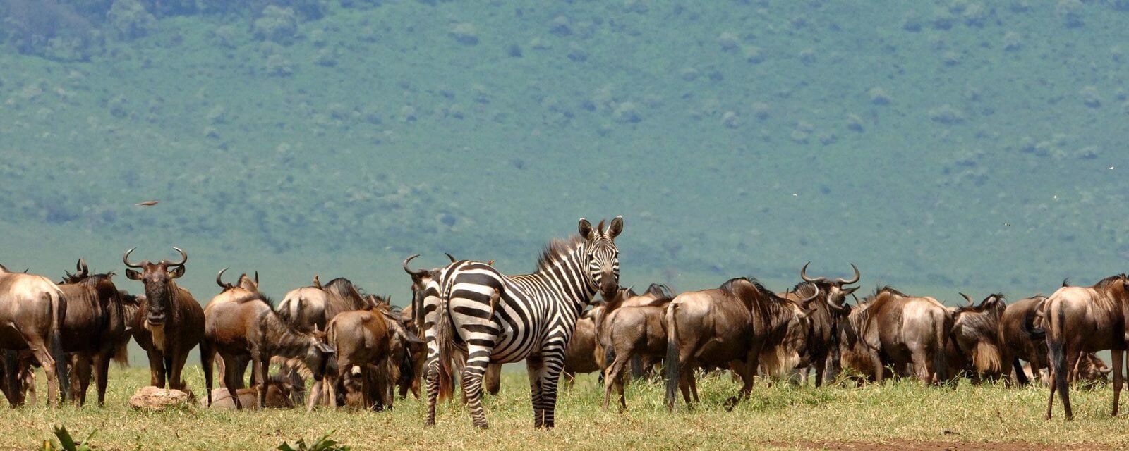 6 Day Great Wildebeest Migration (Northern Serengeti)