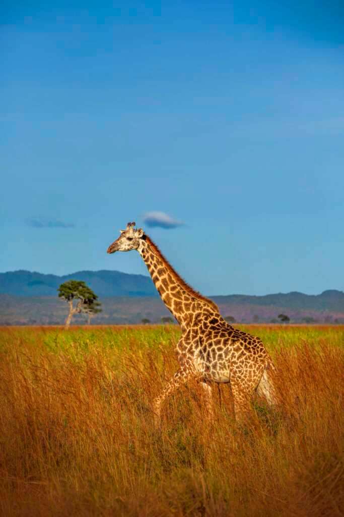 Wild African Giraffe In Tanzania 2023 10 05 15 20 31 Utc