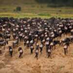 Discover Tanzania Safaris Packages