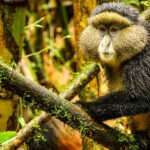 5 Days Gorillas & Golden Monkeys Safari in Rwanda