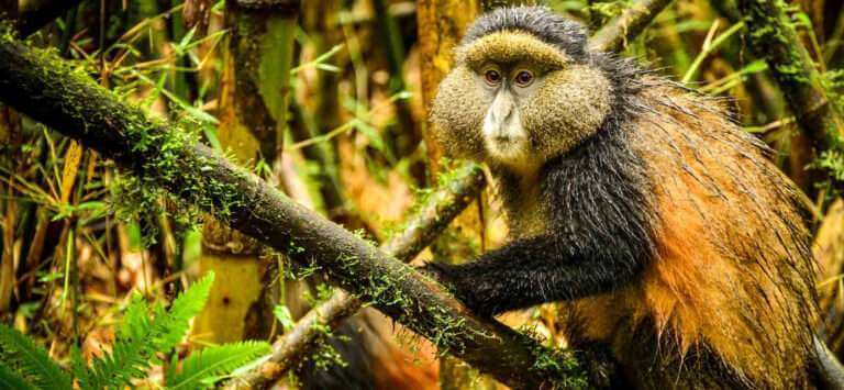 5 Days Gorillas & Golden Monkeys Safari In Rwanda