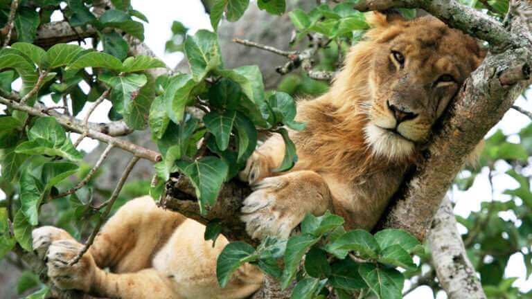 6 Days Wildlife Queen Elizabeth & Gorilla Trekking Safari