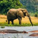 7 Days Kibale, Queen Elizabeth & Gorilla Trekking in Uganda