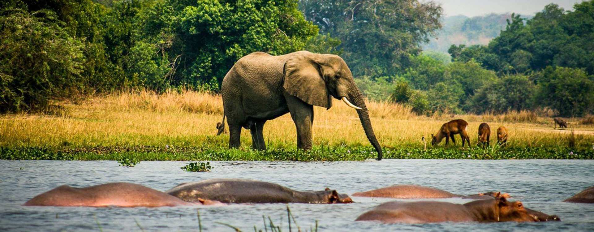 Queen Elizabeth And Kibale Safari Banner