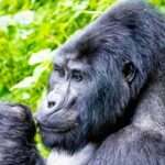 6 Days Gorillas & Chimpanzee Trekking in Rwanda