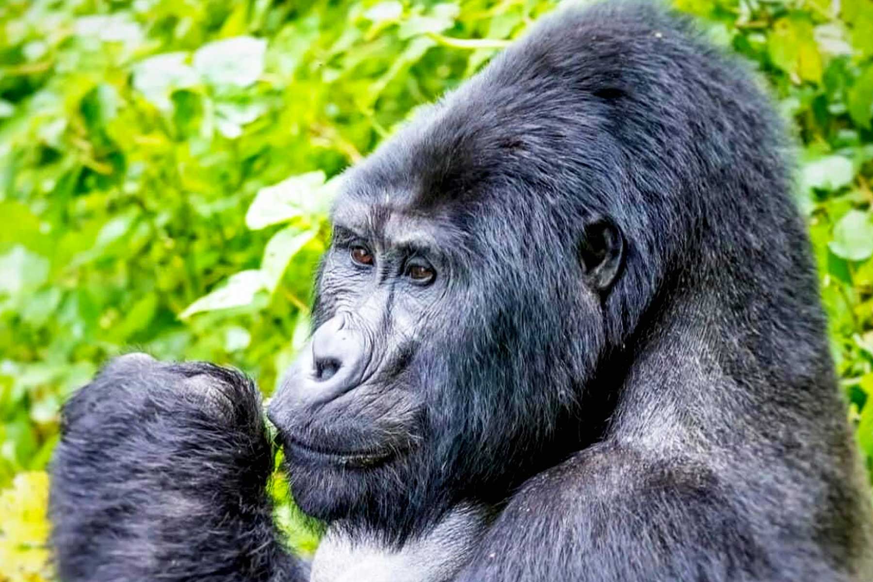 Rwanda Gorilla And Golden Monkey Trekking At Volcanoes National Park