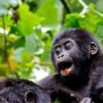 5 Days Chimpanzee & Gorilla Trekking Safari in Uganda