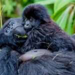 6 Days Rwanda-Uganda, Double Gorilla Trekking Safari