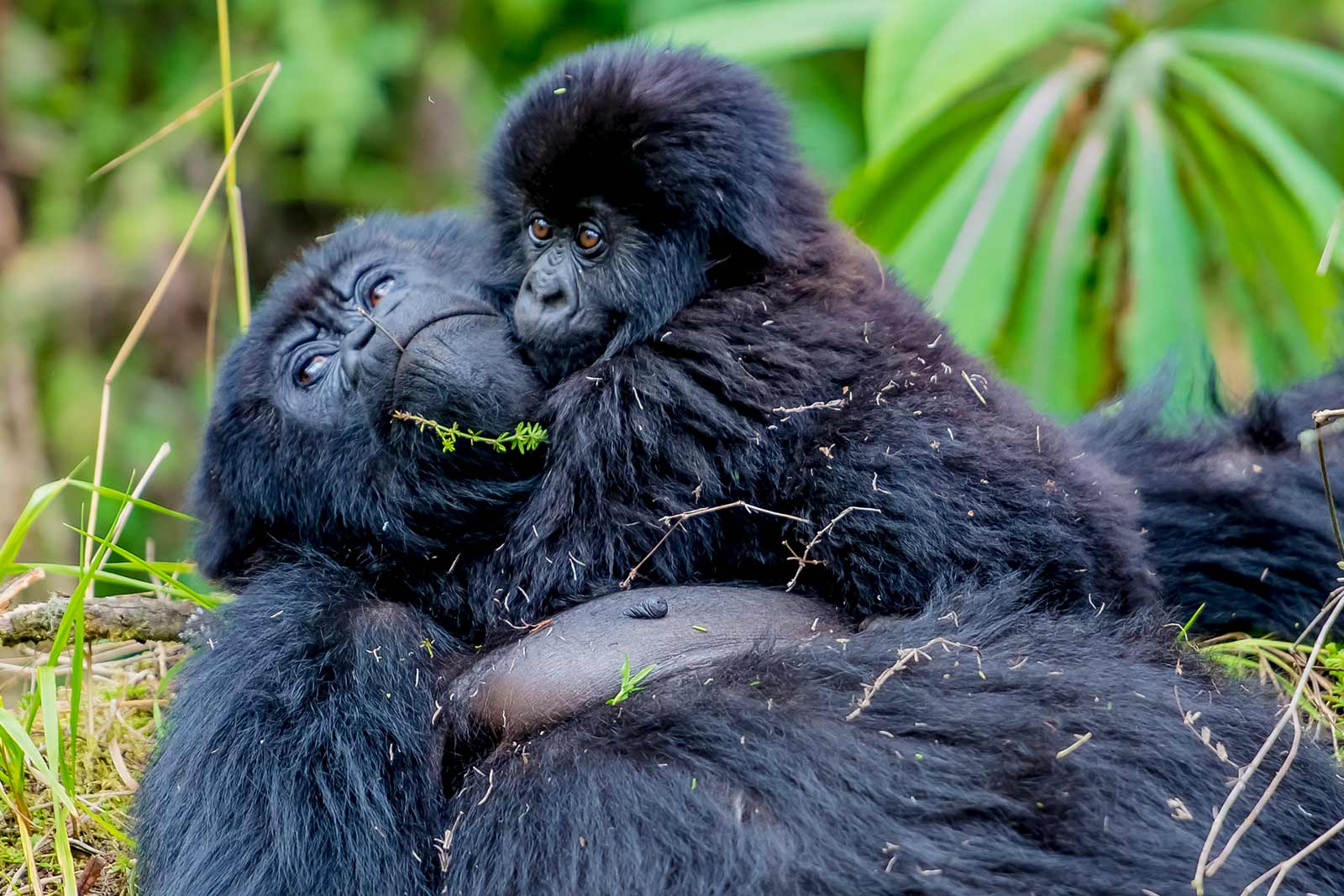 Volcanoes Rwanda Gorilla Tour 007