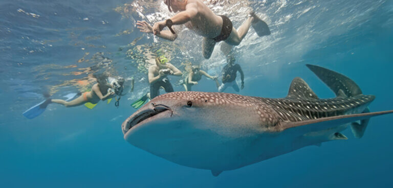 Whale Shark Season